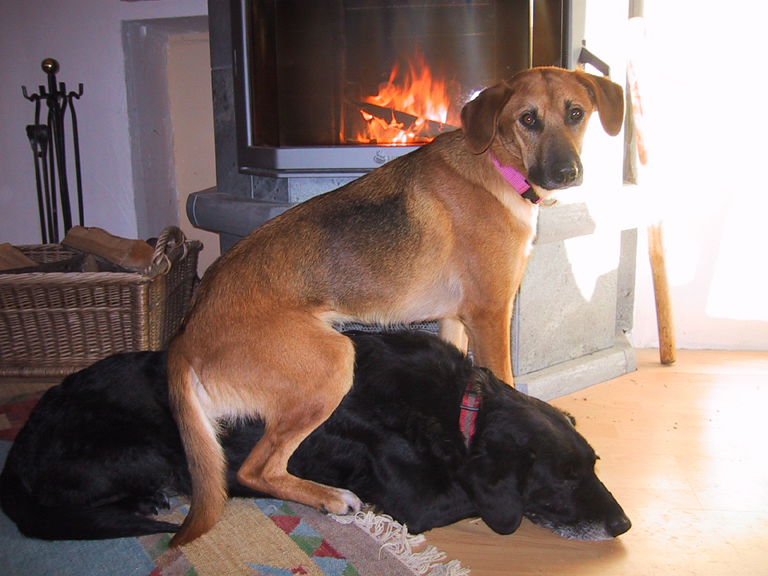 Is was.jpg (768 x 576)